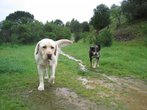 Dog Walking, Cat Sitting & Pet Sitting Newcastle Upon Tyne - Happy Paws